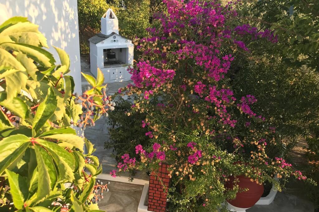 Villa Παναής & Μαρία / Panais & Maria Skopelos Exterior foto